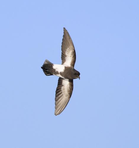 Black-bellied storm petrel. Adult in flight, ventral. At sea off Campbell Island, April 2013. Image &copy; Phil Battley by Phil Battley