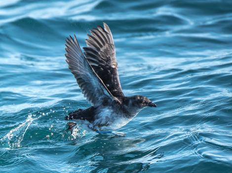 Common diving petrel. Northern diving petrel rising from water, showing underwing. Whangaroa pelagic, September 2014. Image &copy; Les Feasey by Les Feasey