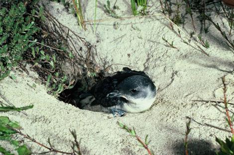 South Georgian diving petrel. Adult at burrow entrance. Codfish Island, November 1978. Image &copy; Department of Conservation (image ref: 10033153) by Peter Harper Courtesy of Department of Conservation