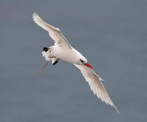 Red-tailed tropicbird. Adult in flight. Lord Howe Island, April 2019. Image &copy; Glenn Pure 2019 birdlifephotography.org.au by Glenn Pure