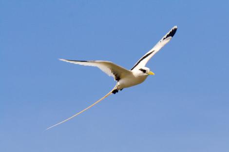 White-tailed tropicbird. Adult in flight. Ile Europa, Mozambique Channel, November 2008. Image &copy; James Russell by James Russell
