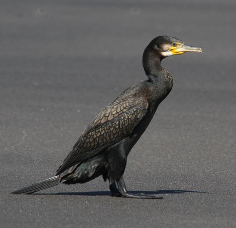 Black shag | Māpunga. Immature assuming adult plumage. Wanganui, February 2013. Image &copy; Ormond Torr by Ormond Torr