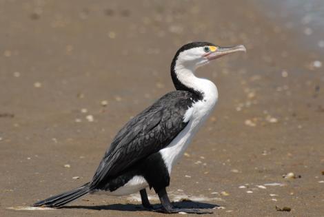 Pied shag. Adult. Northland, January 2008. Image &copy; Peter Reese by Peter Reese
