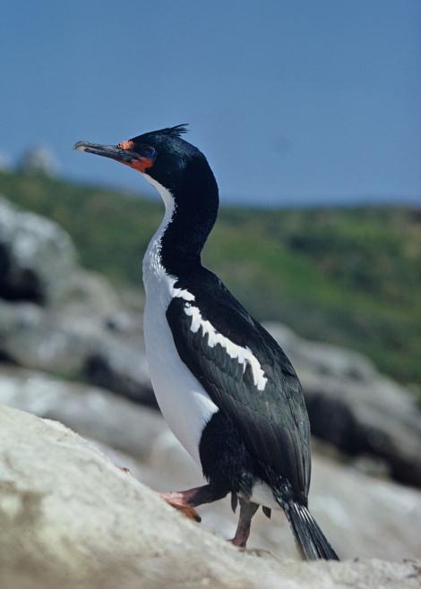 Chatham Island shag | Papua. Adult. Star Keys, Chatham Islands, August 1968. Image &copy; Department of Conservation (image ref: 10035213) by John Kendrick, Department of Conservation Courtesy of Department of Conservation