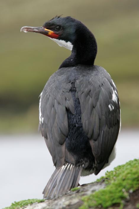 Campbell Island shag. Adult in breeding plumage. Campbell Island, February 2012. Image &copy; David Boyle by David Boyle
