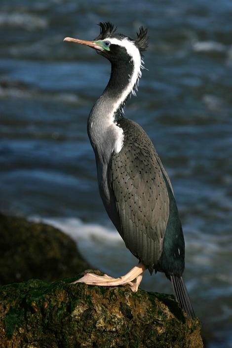 Spotted shag. Adult in breeding plumage. Wanganui, September 2008. Image &copy; Ormond Torr by Ormond Torr