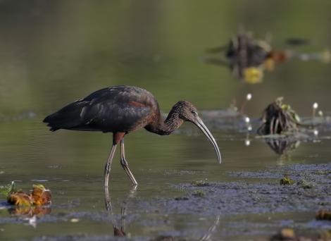Glossy ibis. Adult (non-breeding). Yellow Waters, Kakadu, Northern Territory, August 2018. Image &copy; Doug Castle 2019 birdlifephotography.org.au by Doug Castle