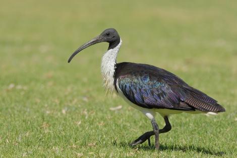 Straw-necked ibis. Adult. Herdsman Lake, Perth, Western Australia, December 2017. Image &copy; William Betts 2017 birdlifephotography.org.au by William Betts