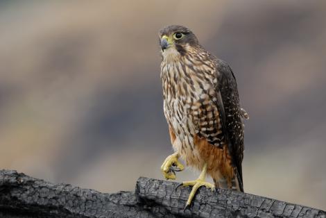 New Zealand falcon | Kārearea. Adult. East Otago, January 2011. Image &copy; Craig McKenzie by Craig McKenzie