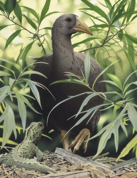 North Island adzebill. North Island adzebill (Aptornis otidiformis). Image 2006-0010-1/40 from the series 'Extinct birds of New Zealand'. Masterton. Image &copy; Purchased 2006. © Te Papa by Paul Martinson See Te Papa website: https://collections.tepapa.govt.nz/object/710942&nbsp;