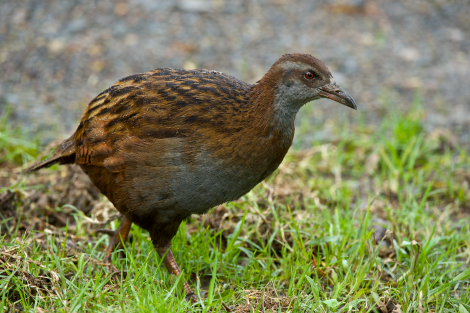 Weka. Adult North Island weka. Russell, July 2014. Image &copy; Les Feasey by Les Feasey