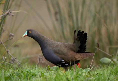 Black-tailed native-hen. Adult. Northern Victoria, Australia, August 2005. Image &copy; Sonja Ross by Sonja Ross