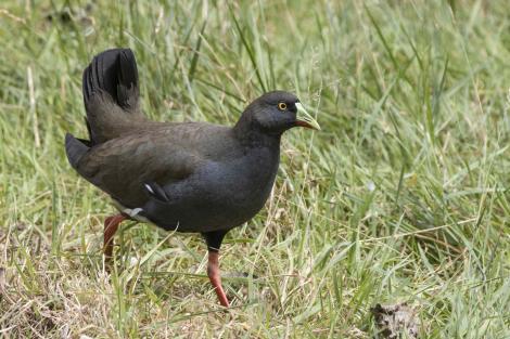 Black-tailed native-hen. Adult. Murchison, March 2023. Image &copy; Oscar Thomas by Oscar Thomas www.oscarthomas.nz