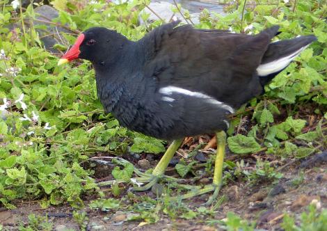 Common moorhen. Adult (subspecies meridionalis). Green Point, Cape Town, November 2015. Image &copy; Alan Tennyson by Alan Tennyson
