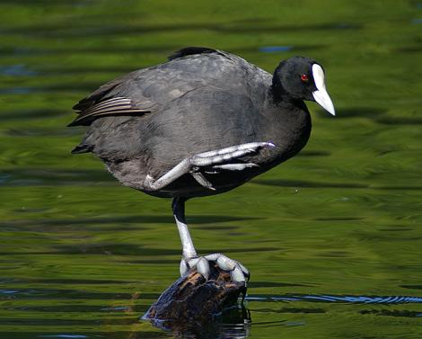 Australian coot. Adult on rock. Wanganui, January 2006. Image &copy; Ormond Torr by Ormond Torr