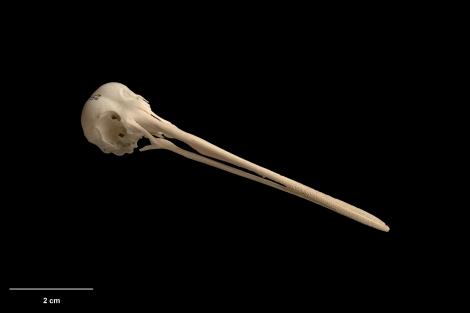 Forbes' snipe. Skull (oblique view). Te Papa S.025428. Long Beach dunes, Chatham Island. Image &copy; Te Papa by Te Papa