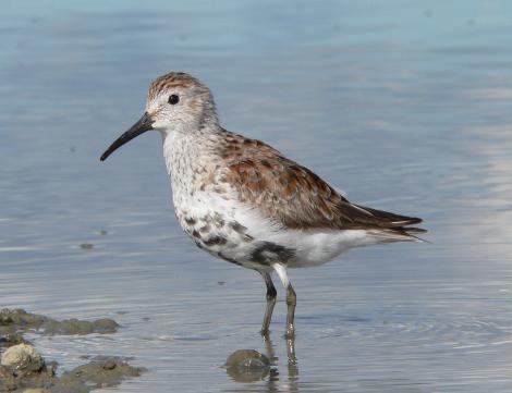 Dunlin. Overwintering bird moulting into breeding plumage. Manukau Harbour, April 2006. Image &copy; Phil Battley by Phil Battley