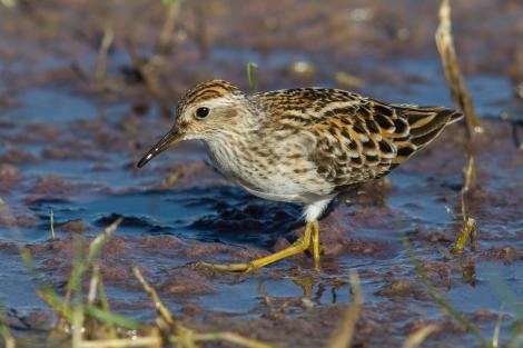 Long-toed stint. Adult in breeding plumage. Tolderol Game Reserve, South Australia, April 2019. Image &copy; David Newell 2019 birdlifephotography.org.au by David Newell