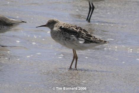 Ruff. Non-breeding plumage. Maketu estuary, January 2006. Image &copy; Tim Barnard by Tim Barnard