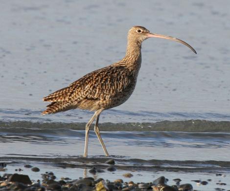 Eastern curlew. Adult (possibly immature). Miranda, June 2010. Image &copy; Duncan Watson by Duncan Watson