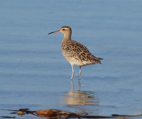 Little whimbrel. Adult, non-breeding. Bald Hills Beach, Port Wakefield, South Australia, March 2017. Image &copy; John Fennell by John Fennell