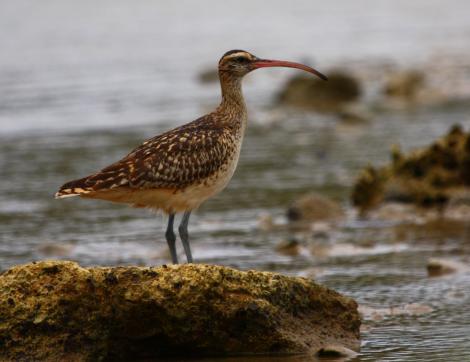 Bristle-thighed curlew. Adult. Rarotonga, October 2010. Image &copy; Craig Steed by Craig Steed