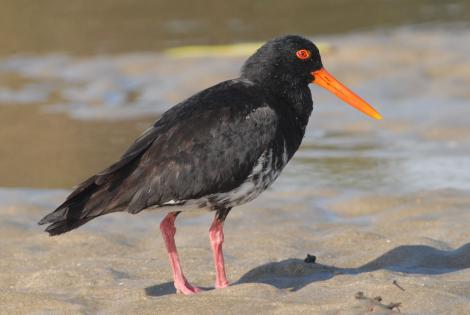 Variable oystercatcher. Intermediate morph adult. Northland, January 2008. Image &copy; Peter Reese by Peter Reese