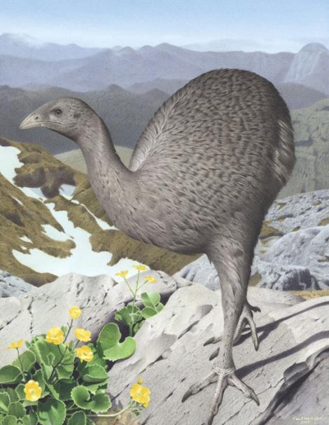 Upland moa. Upland moa (Megalapteryx didinus). Image 2006-0010-1/16 from the series 'Extinct birds of New Zealand'. Masterton. Image &copy; Purchased 2006. © Te Papa by Paul Martinson See Te Papa website: Image: https://collections.tepapa.govt.nz/object/710913