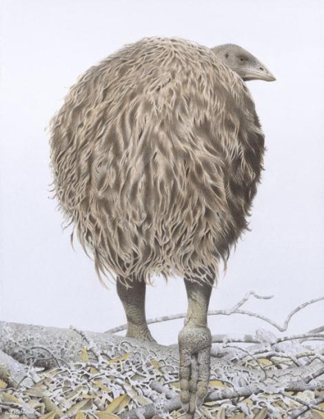 Mantell's moa. Mantell’s moa (Pachyornis geranoides). Image 2006-0010-1/21 from the series 'Extinct birds of New Zealand'. Masterton. Image &copy; Purchased 2006. © Te Papa by Paul Martinson See Te Papa website: Image: https://collections.tepapa.govt.nz/object/710920