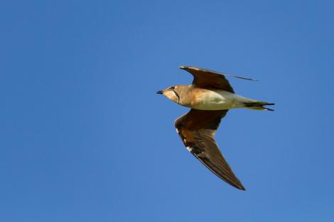 Oriental pratincole. Side view in flight. Broome, Western Australia, January 2015. Image &copy; Ric Else by Ric Else