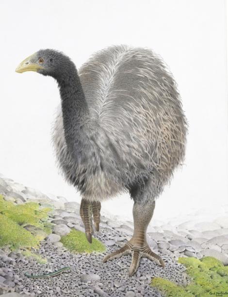 Heavy-footed moa. Heavy-footed moa (Pachyornis elephantopus). Image 2006-0010-1/20 from the series 'Extinct birds of New Zealand'. Masterton. Image &copy; Purchased 2006. © Te Papa by Paul Martinson See Te Papa website: Image: https://collections.tepapa.govt.nz/object/710919