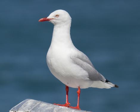 Red-billed gull. Adult. Waiheke Island, January 2019. Image &copy; Oscar Thomas by Oscar Thomas @Oscarkokako