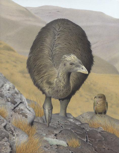 Crested moa. Image 2006-0010-1/19 from the series 'Extinct birds of New Zealand'. Masterton. Image &copy; Purchased 2006. © Te Papa by Paul Martinson See Te Papa website: Image: https://collections.tepapa.govt.nz/object/710918