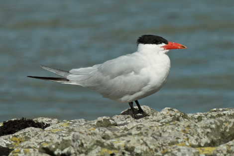 Caspian tern. Adult in breeding plumage. Waitangi, Northland, August 2015. Image &copy; Les Feasey by Les Feasey
