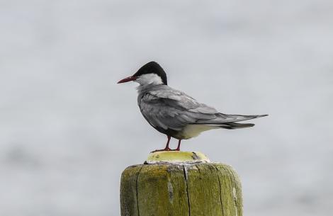 Whiskered tern. Adult in breeding plumage. Lake Rotoiti, Rotorua, December 2017. Image &copy; Les Feasey by Les Feasey