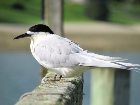 White-fronted tern | Tara. Adult. Pahi, August 2012. Image &copy; Thomas Musson by Thomas Musson tomandelaine@xtra.co.nz