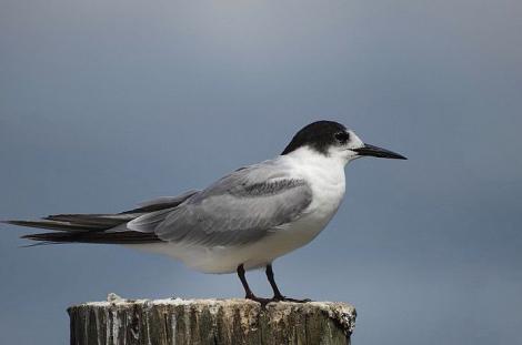 Common tern. Immature. Ruawai, Northland, March 2015. Image &copy; Thomas Musson by Thomas Musson