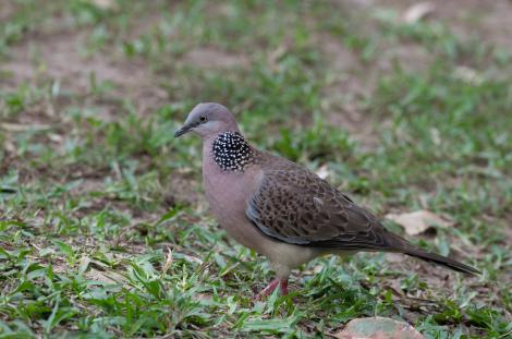 Spotted dove. Adult showing spots on neck. Sunshine Coast, Queensland, Australia, August 2010. Image &copy; Sonja Ross by Sonja Ross