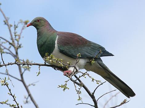 Kererū | New Zealand pigeon. Adult perched in tree. Wanganui, August 2008. Image &copy; Ormond Torr by Ormond Torr