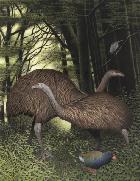 South Island giant moa | Moa nunui. South Island giant moa (Dinornis robustus). Image 2006-0010-1/18 from the series 'Extinct birds of New Zealand'. Masterton. Image &copy; Purchased 2006. © Te Papa by Paul Martinson See Te Papa website: http://collections.tepapa.govt.nz/objectdetails.aspx?irn=710917&amp;term=South+Island+giant+moa