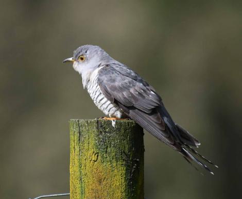 Oriental cuckoo. Adult. Lake Mapourika, Westland, November 2021. Image &copy; Warwick Allen by Warwick Allen
