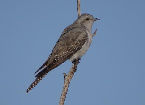 Pallid cuckoo. Adult, passage migrant. Canberra, September 2017. Image &copy; R.M. by R.M.