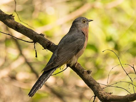 Fan-tailed cuckoo. Adult. Marshall's Creek Nature Reserve, New Brighton, New South Wales, March 2018. Image &copy; Bruce McNaughton by Bruce McNaughton