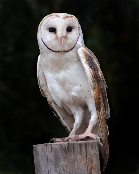 Barn owl. Adult. Adelaide Hills, South Australia, July 2006. Image &copy; John Fennell by John Fennell