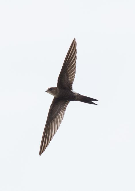 Fork-tailed swift. Adult in flight. Magazine Road Wetlands, Salisbury, South Australia, December 2015. Image &copy; David Newell 2015 birdlifephotography.org.au by David Newell
