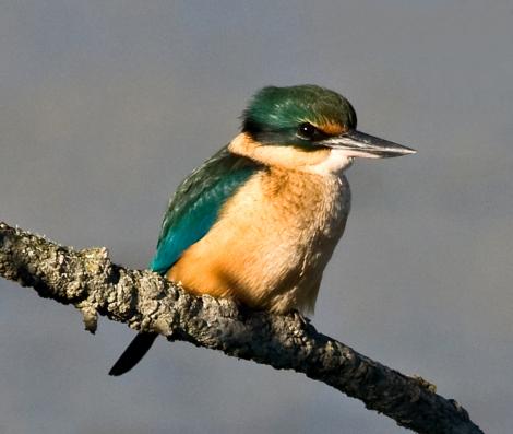 Sacred kingfisher. Immature. Boulder Bank,  Nelson, June 2008. Image &copy; Rebecca Bowater FPSNZ by Rebecca Bowater  FPSNZ Courtesy of Rebecca Bowaterwww.floraandfauna.co.nz