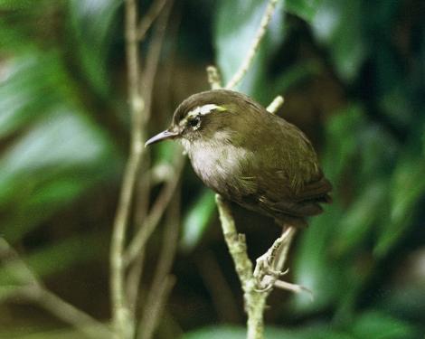 Bush wren. Bird that died in captivity during attempted rescue operation. Big South Cape Island, Stewart Island, September 1964. Image &copy; Department of Conservation (image ref: 10037276) by Don Merton, Department of Conservation Courtesy of Department of Conservation
