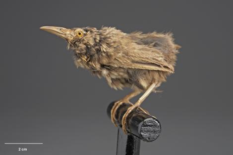 Lyall's wren. Mounted specimen. Acquisition history unknown. Specimen registration no. OR.005098; image no. MA_I156493. Stephens Island (Takapourewa). Image &copy; Te Papa See Te Papa website: http://collections.tepapa.govt.nz/objectdetails.aspx?irn=532009&amp;term=OR.005098