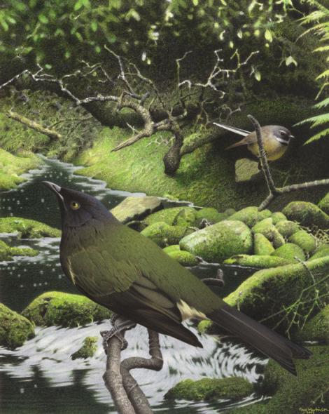 Chatham Island bellbird. Image 2006-0010-1/8 from the series 'Extinct birds of New Zealand'. Masterton. Image &copy; Purchased 2006. © Te Papa by Paul Martinson See Te Papa website: https://collections.tepapa.govt.nz/object/711022