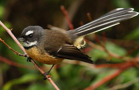 New Zealand fantail. North Island adult calling. Wanganui, May 2012. Image &copy; Ormond Torr by Ormond Torr